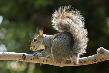 Ein graues Eichhörnchen, fotografiert in einem Garten in North Yorkshire, England, Vereinigtes Königreich, Europa - RHPLF18460