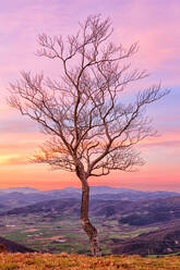 Kahler Baum mit Blick auf das darunter liegende Tal - DSGF02341