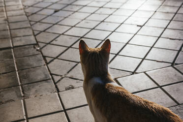 Streunende Katze auf dem Bürgersteig stehend - MGRF00081