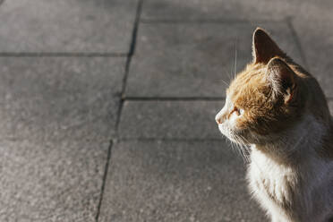 Porträt einer braunen und weißen Katze auf dem Bürgersteig - MGRF00082