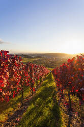 Sonnenuntergang über rotem Herbstweinberg - WDF06420