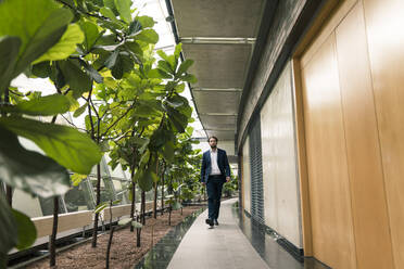 Businessman walking by plants in office corridor - JOSEF02661