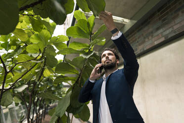Männlicher Unternehmer, der eine Pflanze berührt, während er im Büro mit seinem Smartphone telefoniert - JOSEF02664