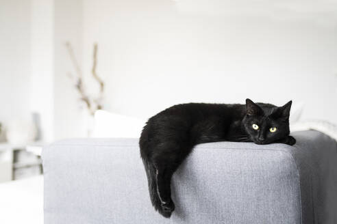 Black cat resting on sofa at home - CHPF00728