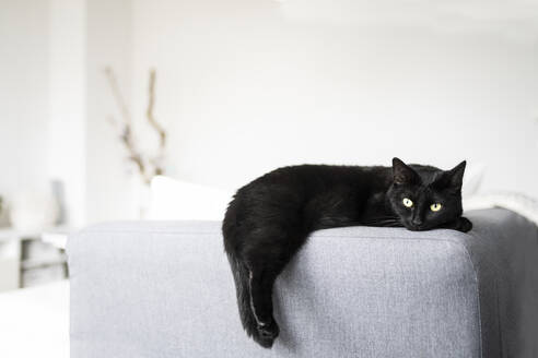 Schwarze Katze, die sich zu Hause auf dem Sofa ausruht - CHPF00728