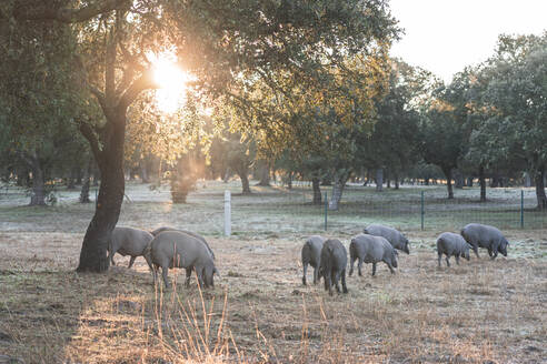 Iberische Schweine grasen unter einer Stechpalmeneiche auf einem Bauernhof - JAQF00005