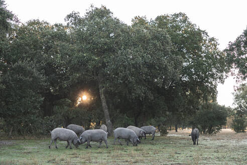 Iberische Schweine grasen auf dem Bauernhof unter der Stechpalmeneiche - JAQF00006