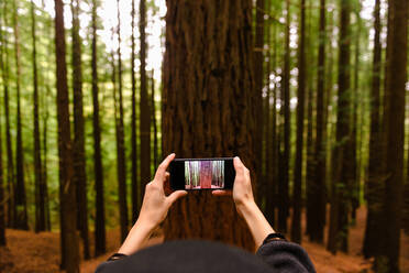 Unbekannter Tourist mit Smartphone beim Fotografieren eines riesigen Baumes während eines Urlaubs im Monte Cabezon Natural Monument of Sequoias im Sommer - ADSF18805