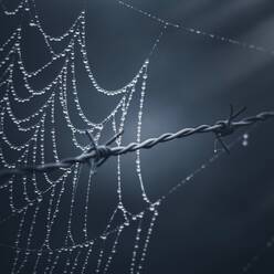 Raindrops on the spider web in the nature in autumn season - CAVF91355