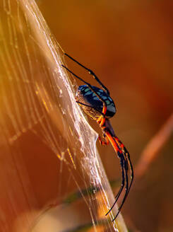 Weibliche Gelbe Garten-ORB-Weberspinne (Argiope Aurantia) - CAVF91357