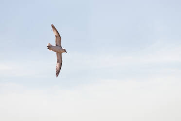 Eissturmvogel fliegt am Himmel in Pembrokeshire, Wales, UK - ALRF01761