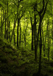 Woodland of Cosheston at Pembrokeshire, Wales, UK - ALRF01762