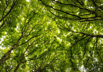 Forest of Cosheston at Pembrokeshire, Wales, UK - ALRF01764