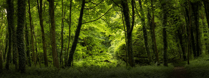 Wald von Cosheston in Pembrokeshire, Wales, UK - ALRF01765