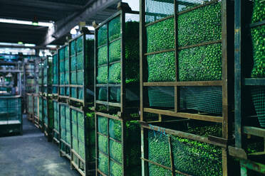 Kisten mit frischen Grünpflanzen in einem großen, schäbigen Lagerhaus im Industriegebiet einer Fabrik - ADSF18997