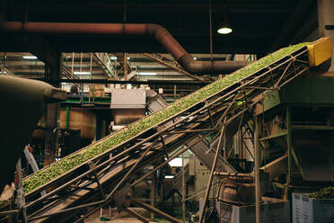 Old sorting conveyer with green vegetables processing in shabby industrial area of factory - ADSF19000