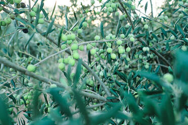 Ripe green olives hanging on tree branches during harvesting season in rural zone - ADSF19008