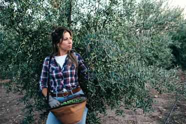 Weibliche Landarbeiterin in kariertem Hemd und Handschuhen pflückt während der Erntezeit auf dem Lande reife grüne Oliven von den Ästen - ADSF19012