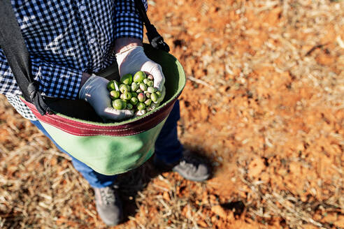Von oben anonymer Landwirt mit einer Handvoll reif gepflückter Oliven auf einem Bauernhof - ADSF19047