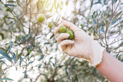 Von unten Ernte anonyme Person mit Handschuhen, die reife Oliven pflückt, die an den Zweigen eines Baumes im Garten hängen - ADSF19048