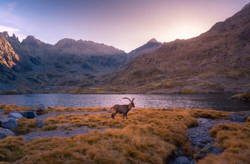 Ibex auf Gras in der Nähe von gekräuselten Fluss und Reittiere unter glänzenden Himmel in Spanien bei Sonnenuntergang - ADSF19145