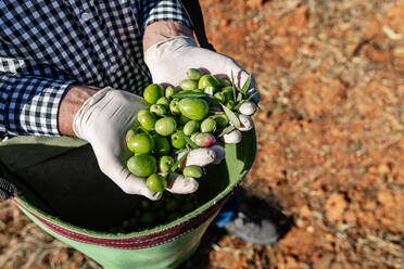 Von oben anonymer Landwirt mit einer Handvoll reif gepflückter Oliven auf einem Bauernhof - ADSF19191