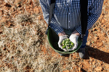 Von oben anonymer Landwirt mit einer Handvoll reif gepflückter Oliven auf einem Bauernhof - ADSF19192