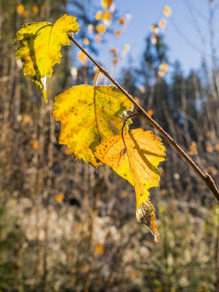 Zweig mit gelben Herbstblättern - HUSF00139