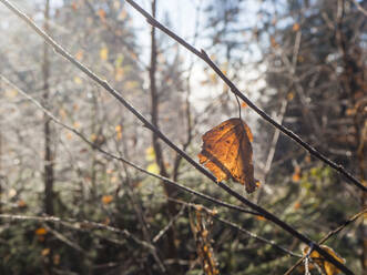 Einzelnes Blatt, das im Herbst an kahlen Ästen hängt - HUSF00140