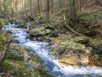 Klarer Bachlauf im Bayerischen Wald - HUSF00141