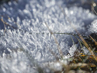 Frosted grass in winter - HUSF00145