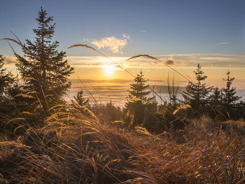 Reeds moving against sun setting over foggy valley in Bavarian Forest stock photo