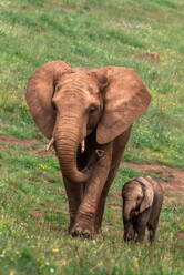 Female and baby African elephants walking up slope together in grassy savanna in natural environment in summer - ADSF19194