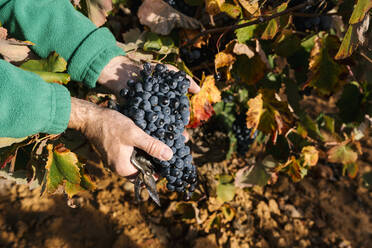 Männlicher Bauer hält eine Traube von der Weinlese in den Händen - EGAF01214