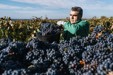 Man pouring black grapes into trailer in vineyard - EGAF01215