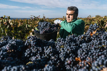Mann schüttet schwarze Weintrauben in einen Anhänger im Weinberg - EGAF01215