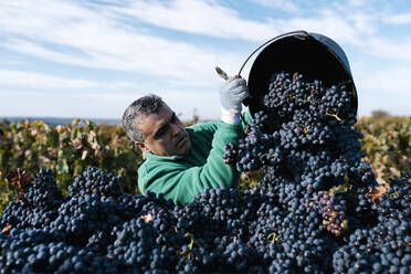 Mature male farmer pouring black grapes into trailer in vineyard - EGAF01216