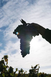 Mature man holding bunch of grapes against sky - EGAF01218