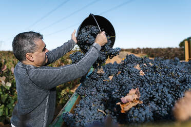 Man pouring black grapes from bucket into trailer in vineyard - EGAF01219