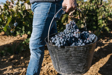 Man carrying bucket with black grapes while walking in harvest - EGAF01227