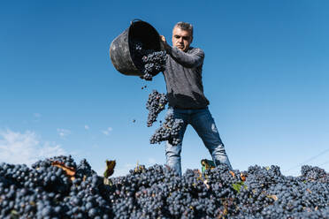 Man pouring black grapes into trailer against sky in vineyard - EGAF01228