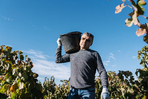 Reifer männlicher Landwirt trägt Eimer auf der Schulter in einem Weinbaubetrieb an einem sonnigen Tag - EGAF01230