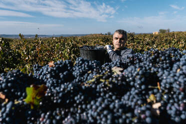 Man pouring black grapes into trailer in vineyard - EGAF01231