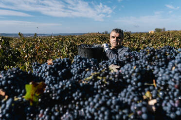 Mann schüttet schwarze Weintrauben in einen Anhänger im Weinberg - EGAF01231