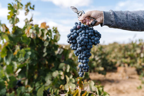 Male farmer's hand holding bunch of grapes and scissor in farm - EGAF01235