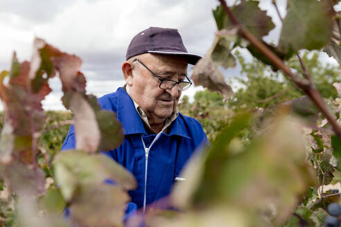 Älterer Landwirt bei der Weinlese im Weinberg - EGAF01242