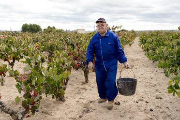 Älterer Mann trägt Eimer mit Trauben beim Spaziergang im Weinberg - EGAF01243