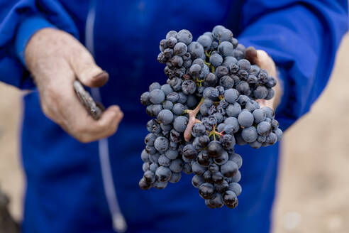 Älterer Mann hält eine Traube aus der Weinlese in der Hand - EGAF01245