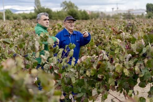 Männliche Landwirte stehen inmitten von Weintrauben - EGAF01250