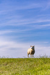 Sky over lone sheep standing in green summer meadow - EGBF00540